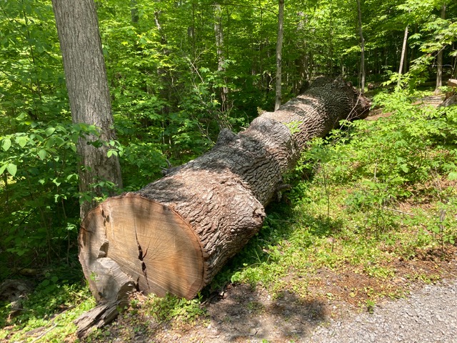A large white oak fallen in the forest. 